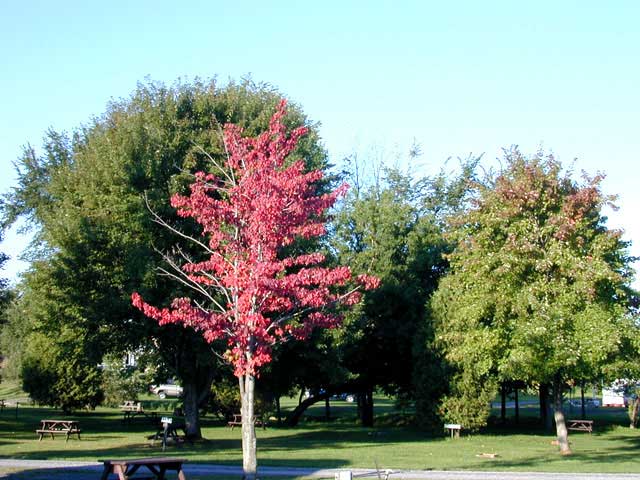 Fall Tree