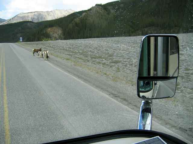 One of several groups of Stone Sheep