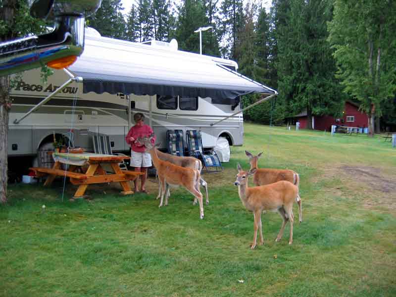 Deer visiting our neighbor