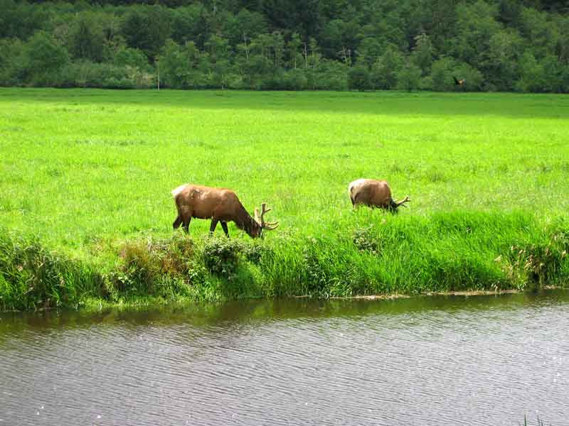 Elk near Reedsport