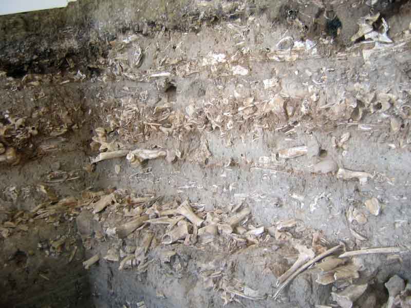 Excavated butchering site