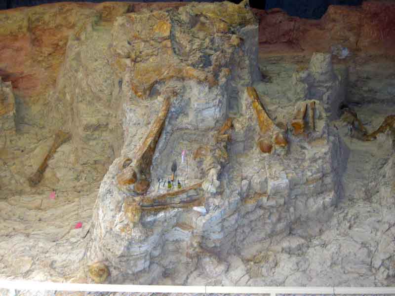 Excavated body of a mammoth