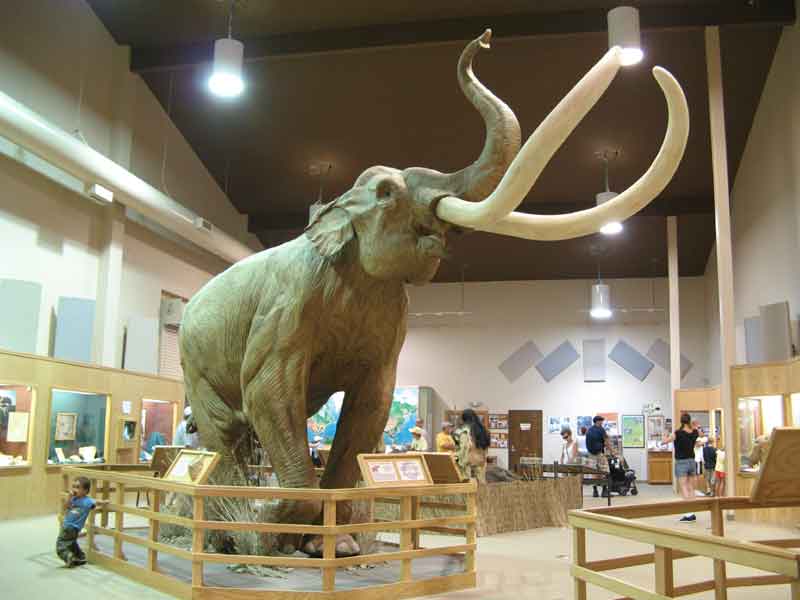 Full sized Columbian Mammoth