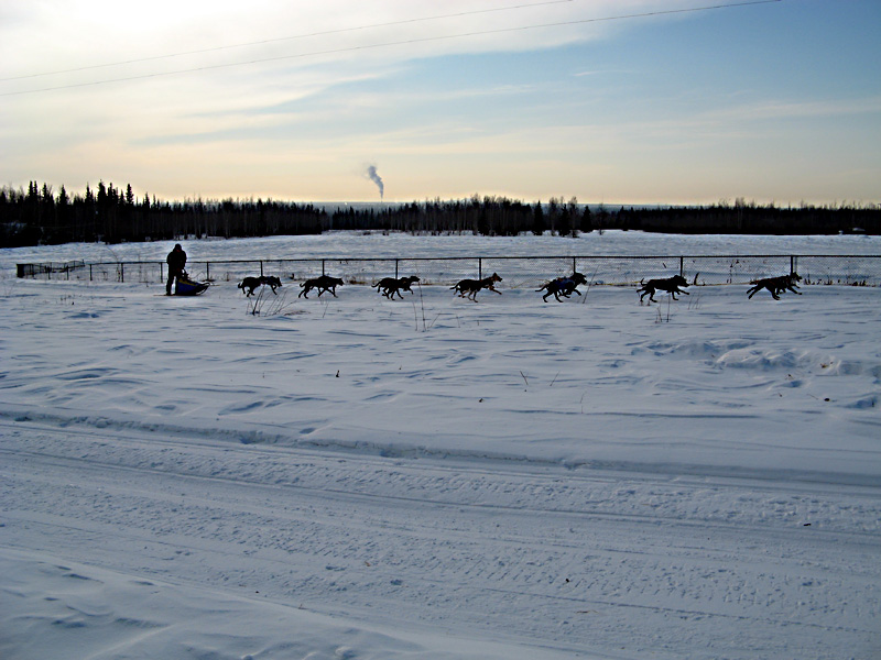 Dog sled racing