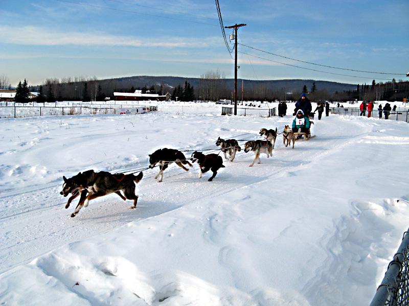 Dog sled racing