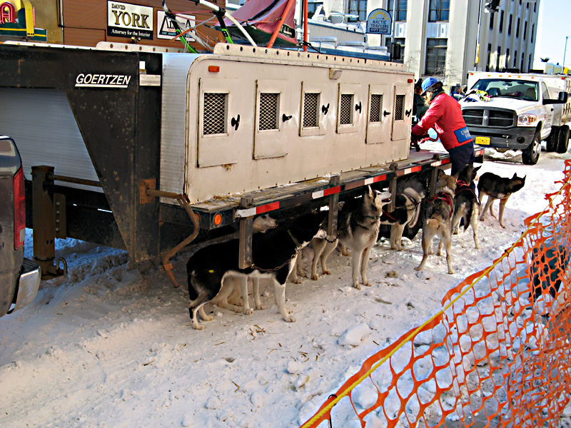 Dog sled racing