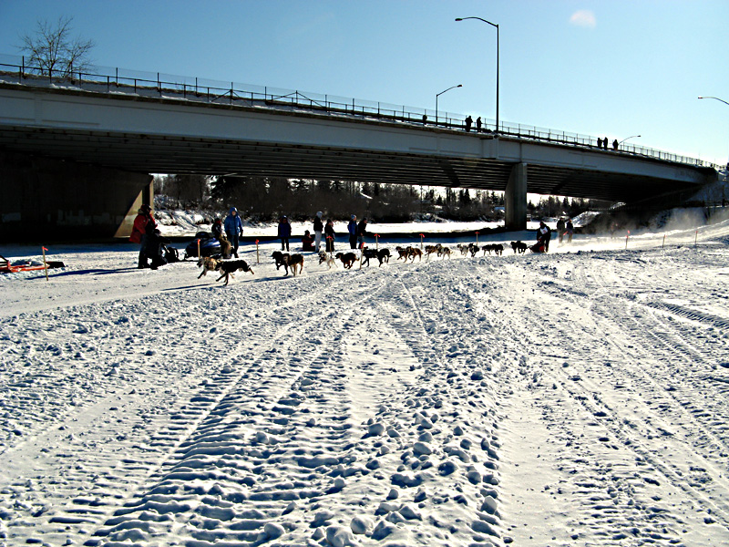 Dog sled racing