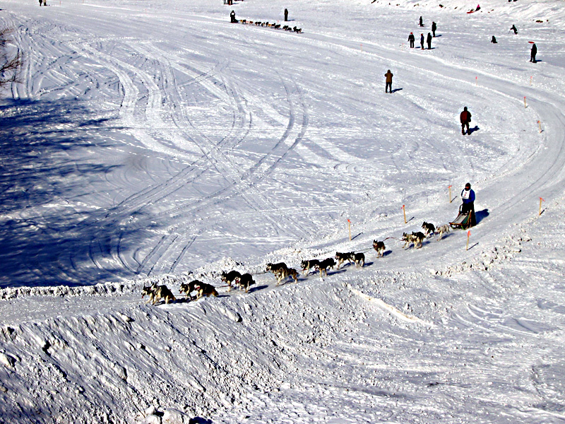 Dog sled racing