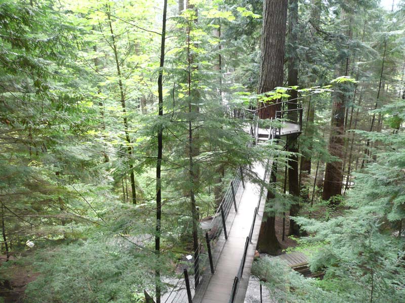 Treetops Adventure suspension bridges and platforms