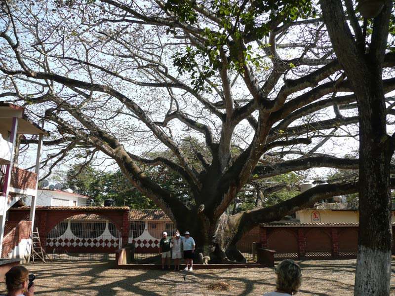 500 year old tree