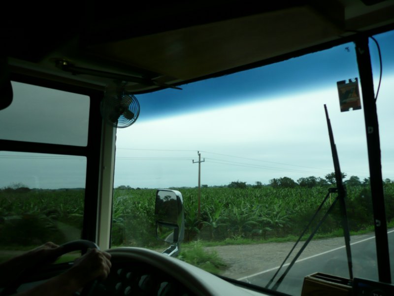 Sugar cane field