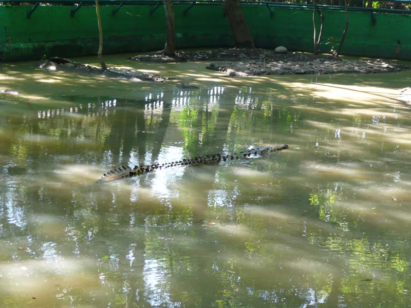 Crocodile